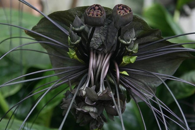 Fekete denevérvirág - Különleges évelők az Egzotikus Növények Stúdiója kínálatából